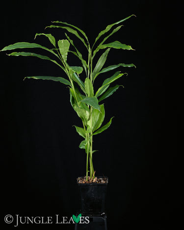 Elettaria cardamomum