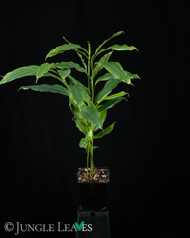 Elettaria cardamomum