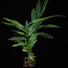 Elettaria cardamomum