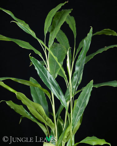 Elettaria cardamomum