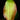Ensete ventricosum 'Maurelii'