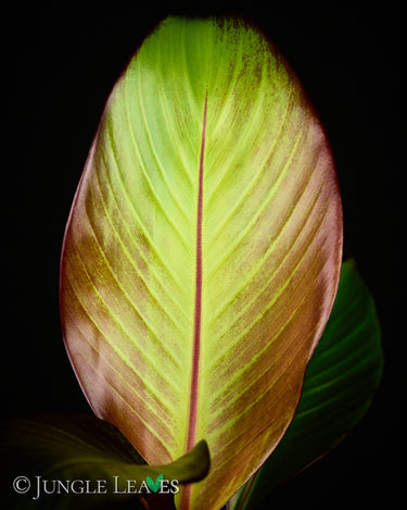 Ensete ventricosum 'Maurelii'