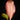Ensete ventricosum 'Maurelii'