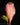 Ensete ventricosum 'Maurelii'