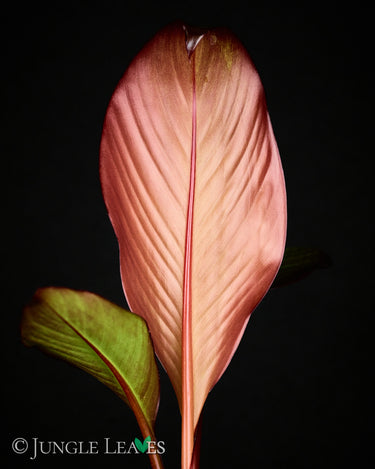 Ensete ventricosum 'Maurelii'