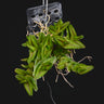Epidendrum schlechterianum