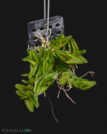 Epidendrum schlechterianum