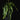 Epiphyllum anguliger