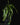 Epiphyllum anguliger