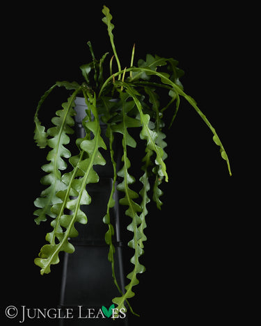 Epiphyllum anguliger