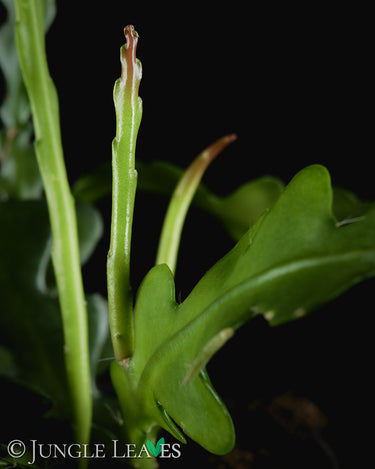 Epiphyllum anguliger