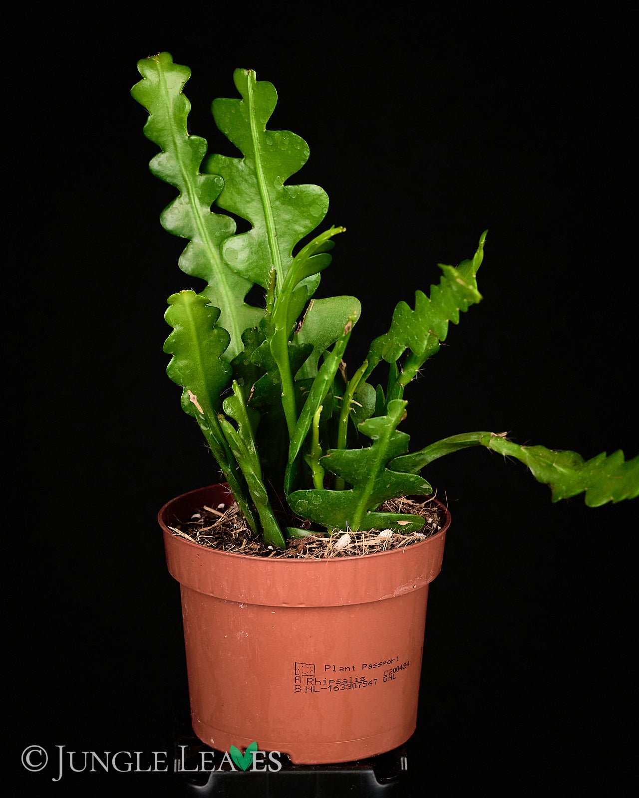 Epiphyllum anguliger (Sägeblattkaktus) 9,99€ bis 11,99€