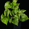 Epipremnum 'Marble Queen'