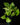 Epipremnum 'Marble Queen'