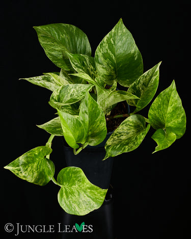 Epipremnum 'Marble Queen'