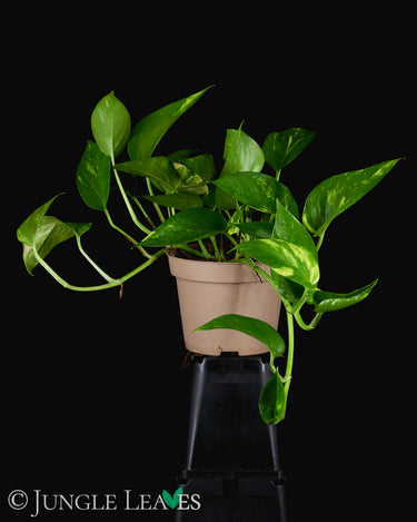 Epipremnum aureum