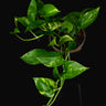 Epipremnum aureum