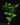 Epipremnum aureum