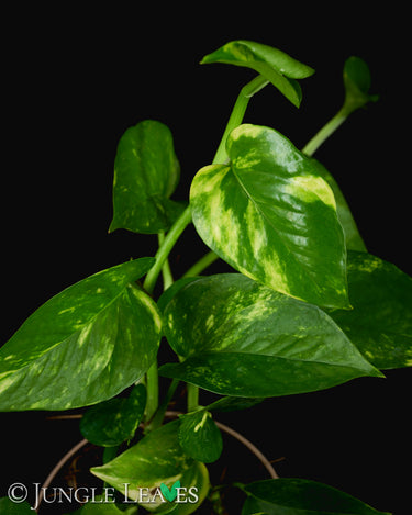 Epipremnum aureum