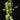 Epipremnum aureum 'Manjula'