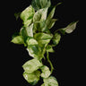 Epipremnum aureum 'Manjula'