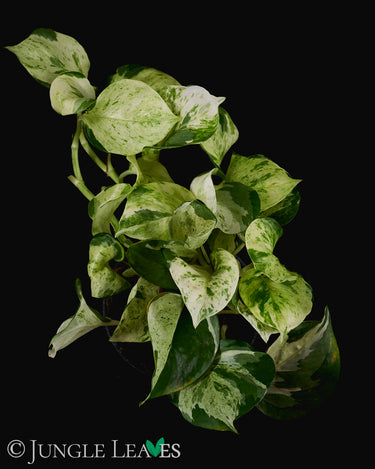 Epipremnum aureum 'Manjula'