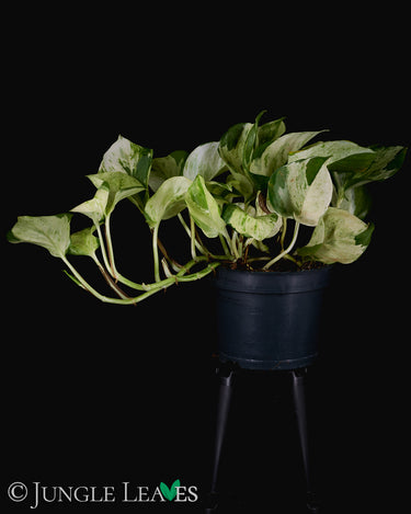 Epipremnum aureum 'Manjula'