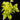 Epipremnum aureum 'Neon'