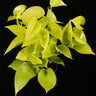 Epipremnum aureum 'Neon'