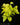 Epipremnum aureum 'Neon'