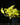 Epipremnum aureum Neon