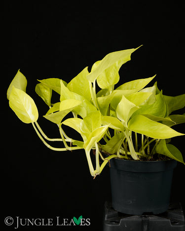 Epipremnum aureum Neon