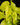 Epipremnum aureum Neon