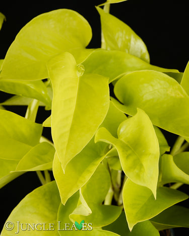 Epipremnum aureum Neon