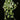 Epipremnum aureum N’Joy