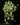 Epipremnum aureum N’Joy