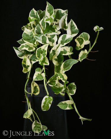 Epipremnum aureum N’Joy