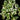 Epipremnum aureum N’Joy