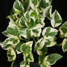 Epipremnum aureum N’Joy