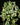 Epipremnum aureum N’Joy