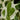 Epipremnum aureum N’Joy