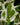 Epipremnum aureum N’Joy