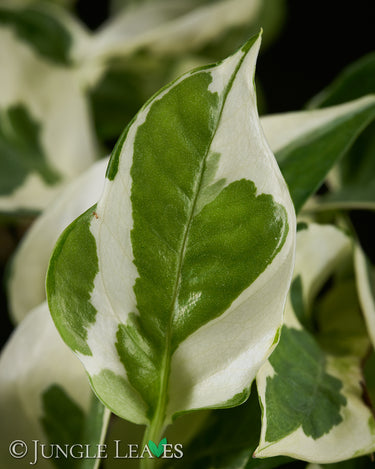Epipremnum aureum N’Joy