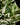Epipremnum aureum N’Joy