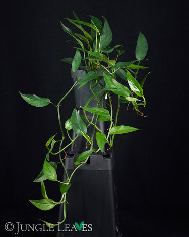Epipremnum pinnatum 'Blue Form' (Blaugrüne Efeutute)