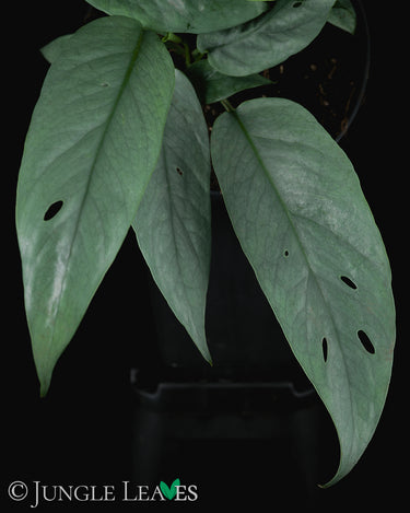 Epipremnum pinnatum 'Cebu Blue'