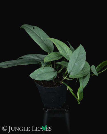 Epipremnum pinnatum 'Cebu Blue'