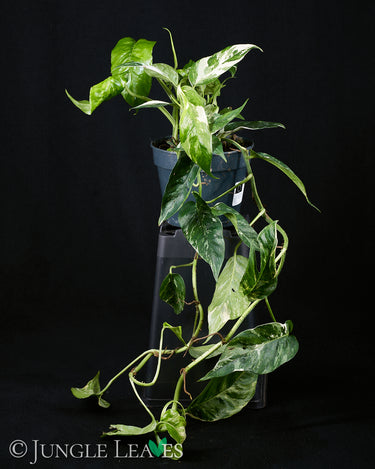 Epipremnum pinnatum 'Variegata'