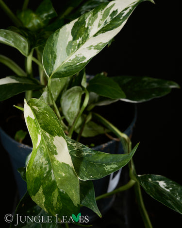 Epipremnum pinnatum 'Variegata'