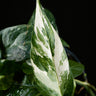 Epipremnum pinnatum 'Variegata'
